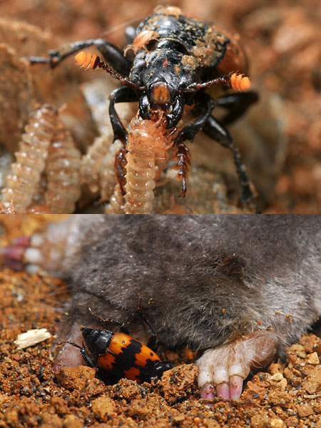 連載「日本昆虫記」12 モンシデムシの子育て