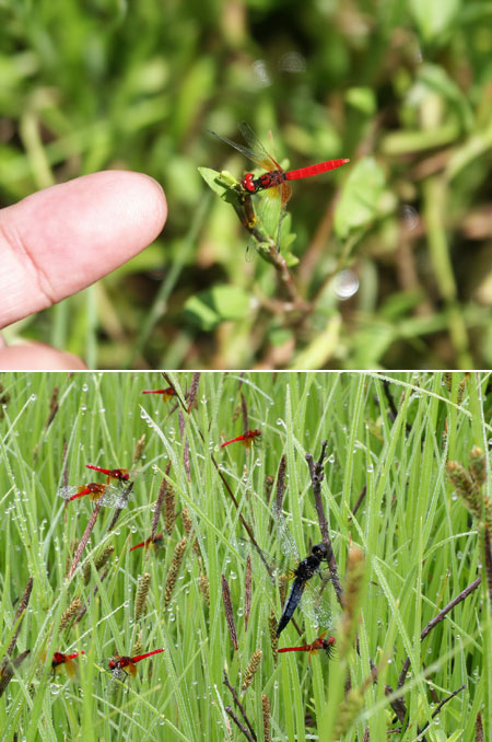 連載「日本昆虫記」13 ハッチョウトンボ