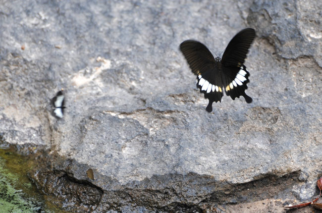 ネッタイモンキアゲハの仲間