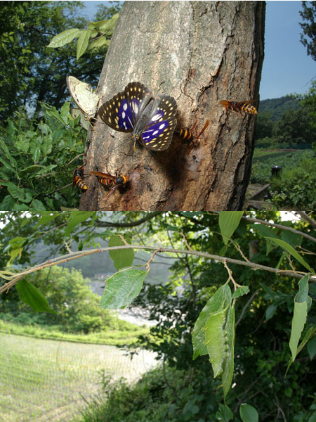 連載「日本昆虫記」14 オオムラサキ