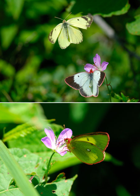 連載「日本昆虫記」15 ミヤマモンキチョウ　氷河時代の生き残り