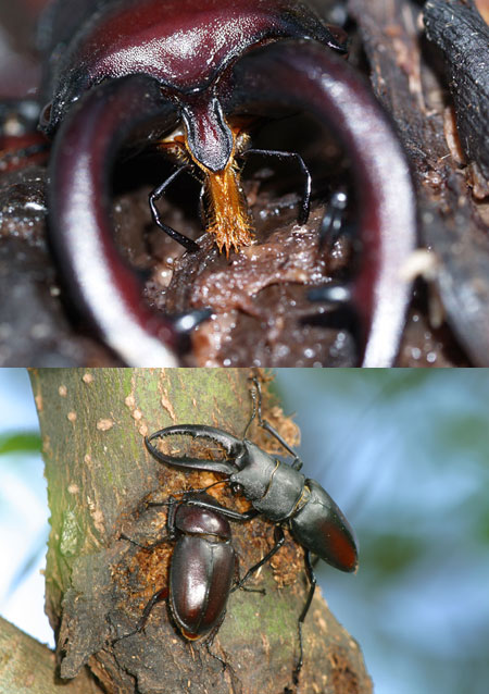 連載「日本昆虫記」16 ノコギリクワガタ　　仲のよいオスとメス