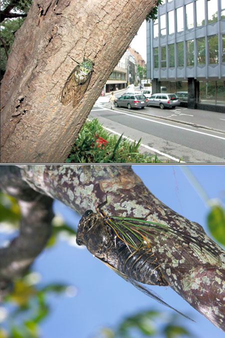 連載「日本昆虫記」17 都会のセミ