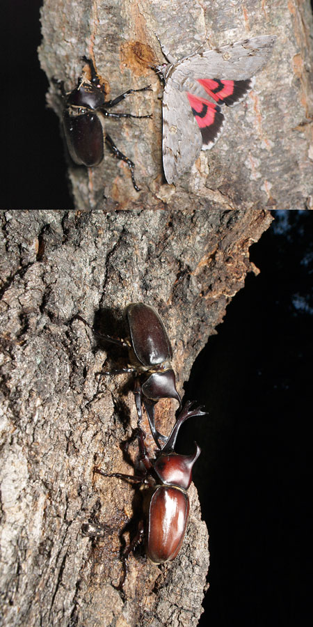 連載「日本昆虫記」18 カブトムシ