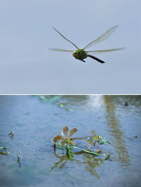 連載「日本昆虫記」20 ギンヤンマ