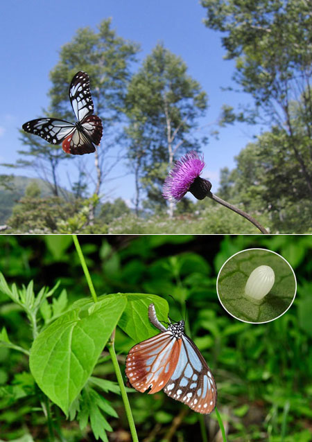 連載「日本昆虫記」21 アサギマダラ