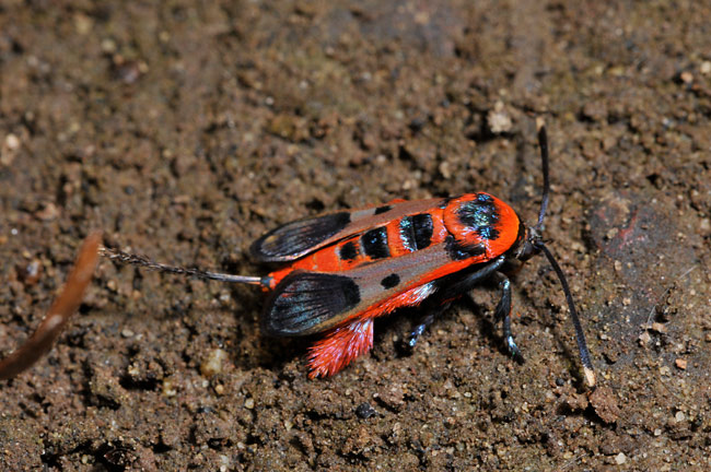 カメムシに似たモモブトスカシバ