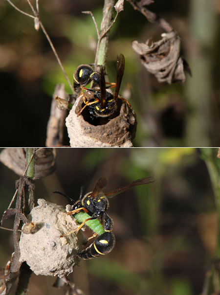 連載「日本昆虫記」22  トックリバチ