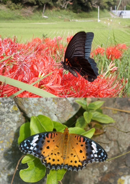 連載「日本昆虫記」24 ナガサキアゲハの北上