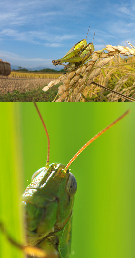 連載「日本昆虫記」25 イナゴ