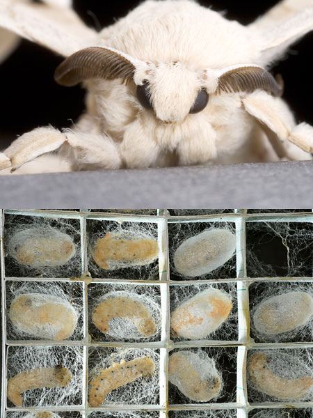 連載「日本昆虫記」26 カイコ