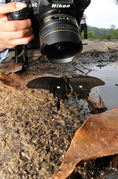 ノブレイアゲハ