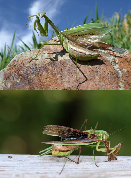 連載「日本昆虫記」27 カマキリ　命がけの結婚