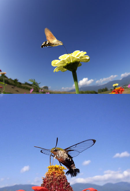 連載「日本昆虫記」28 ホウジャク