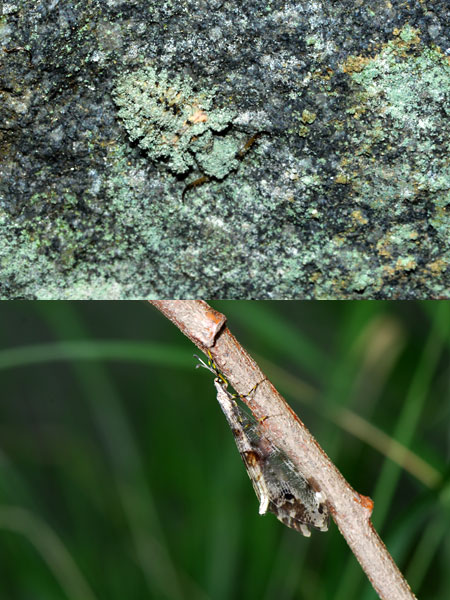 連載「日本昆虫記」30　コマダラウスバカゲロウの幼虫