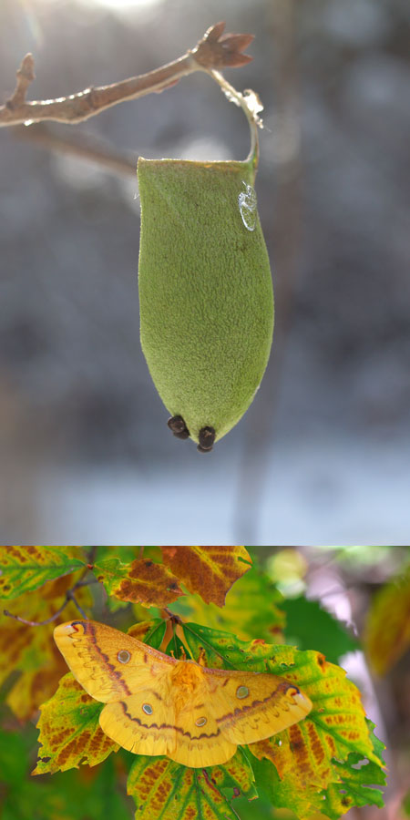 連載「日本昆虫記」31 ウスタビガ