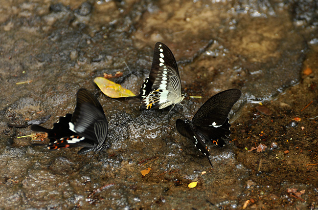 オビモンアゲハ