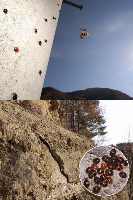 連載「日本昆虫記」32 テントウムシの冬越し