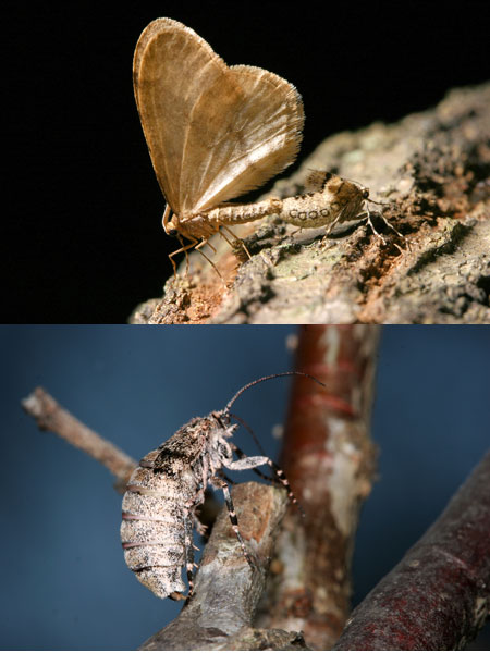 連載「日本昆虫記」33 フユシャク