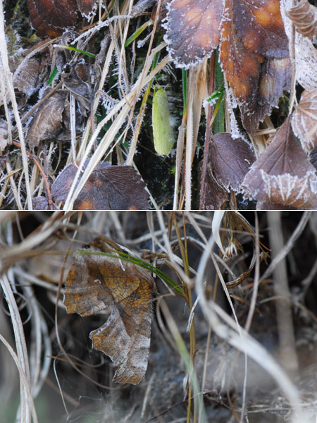 連載「日本昆虫記」34 成虫で冬を越すチョウ