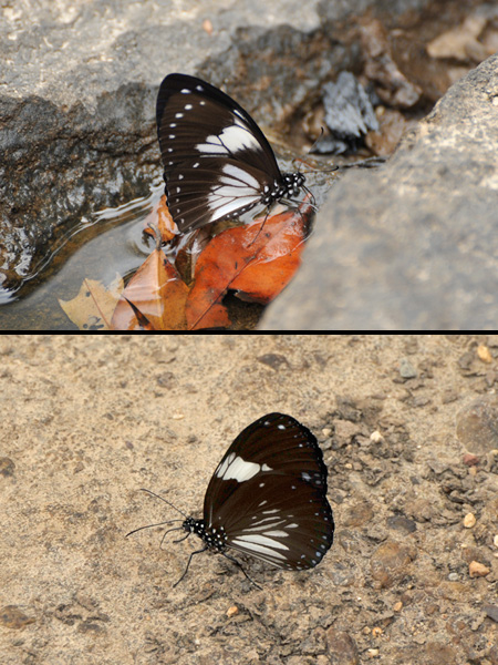 シロモンルリマダラに似たアゲハ