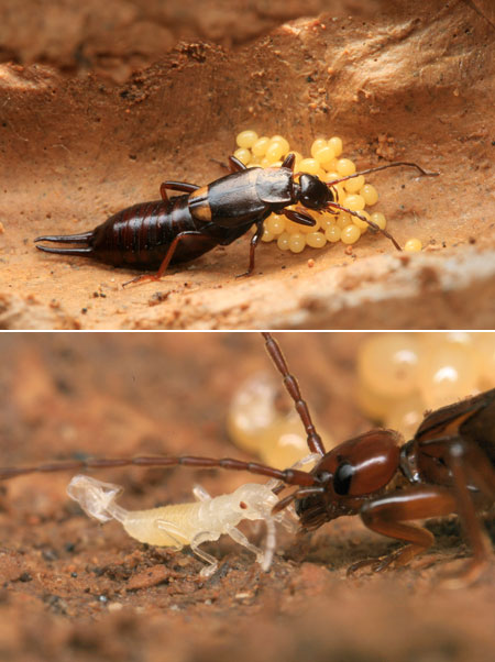 連載「日本昆虫記」35 コブハサミムシの母性愛