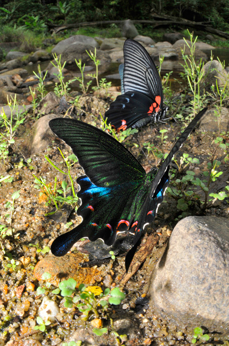 ラオスのカラスアゲハ