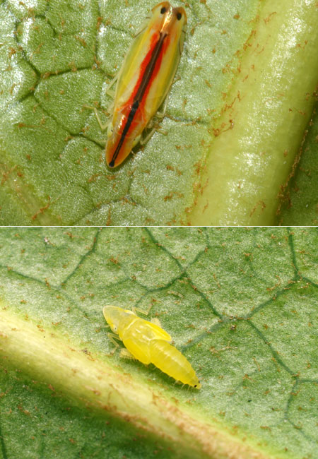 連載「日本昆虫記」36　 都会の公園で、クロスジホソサジヨコバイ
