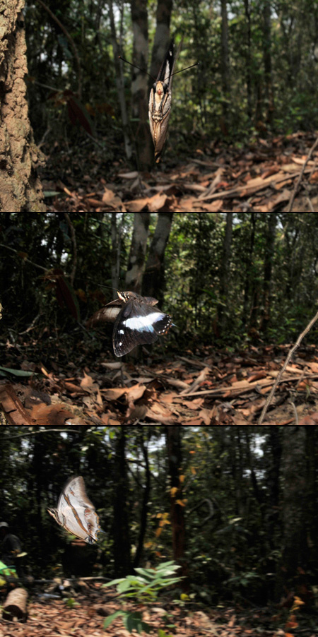 シュライベリーフタオチョウ　Polyura schreiberi