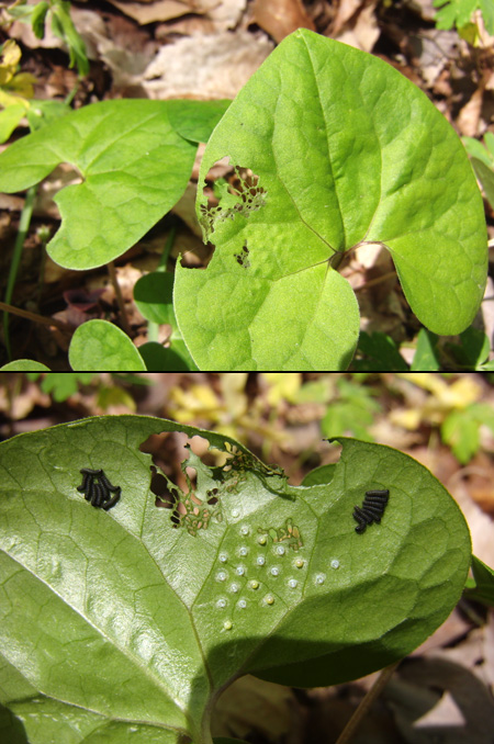 ふ化したヒメギフチョウ