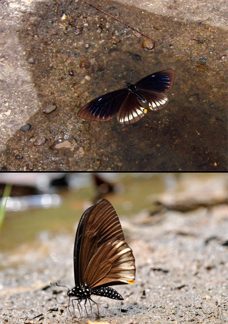 スラテリマネシアゲハ　 Chilasa slateri 