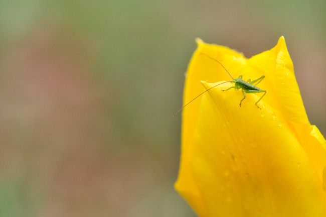 「なるほど！ザ･ニッポン」の取材