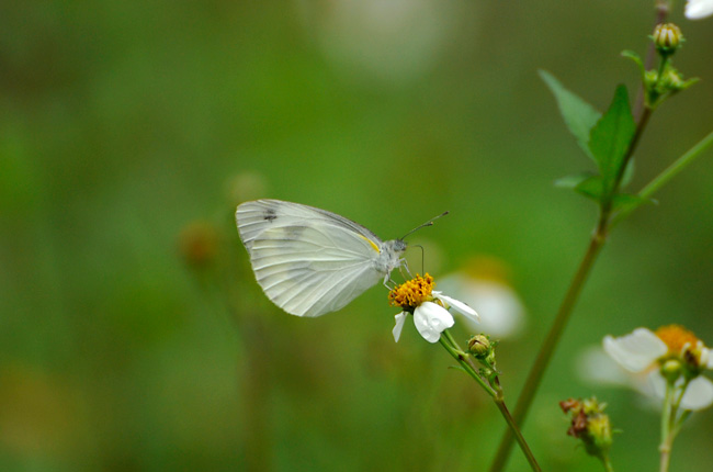 タイワンモンシロチョウ