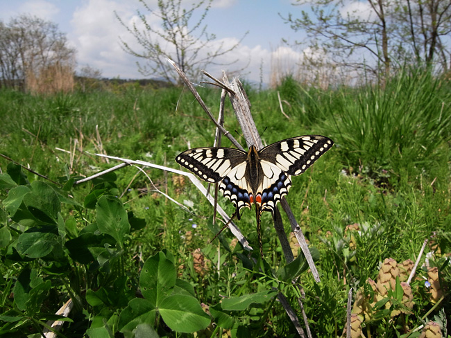 キアゲハの交尾