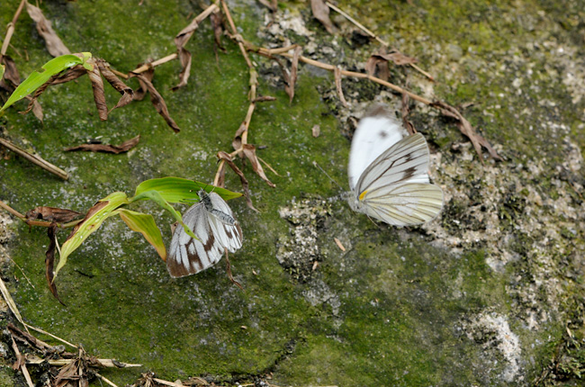 エゾスジグロシロチョウ