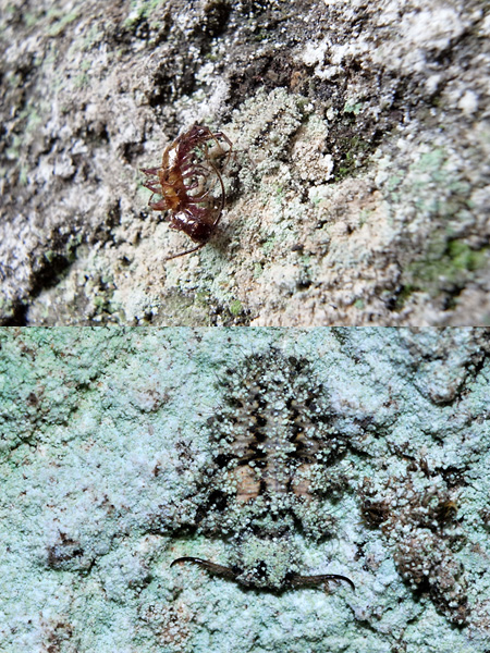 コマダラウスバカゲロウ