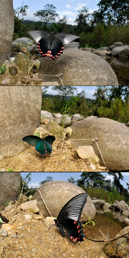 タイワンカラスアゲハ