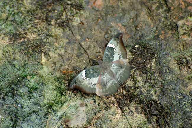 コケムシイナズマ