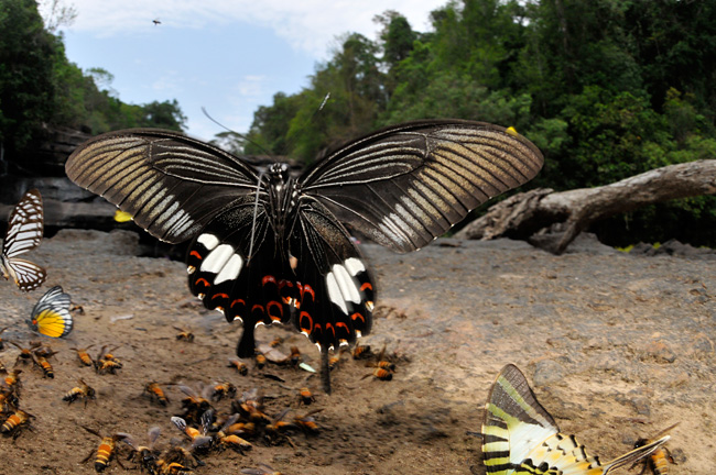 ラオスのモンキアゲハ