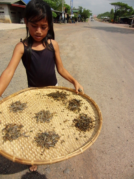ヤゴとヌマエビを売る少女