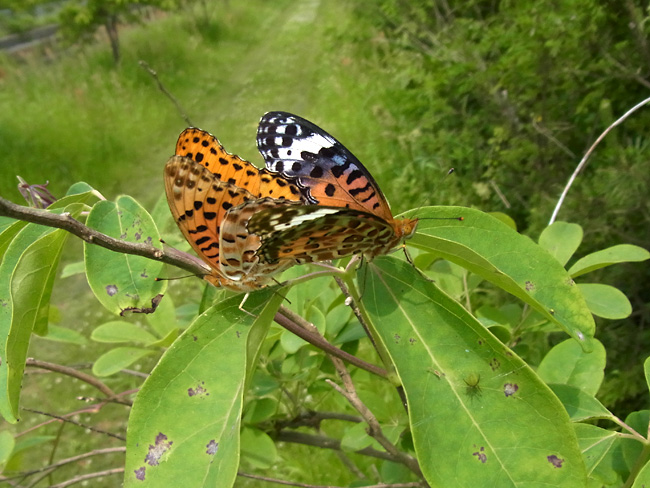 ツマグロヒョウモンの交尾