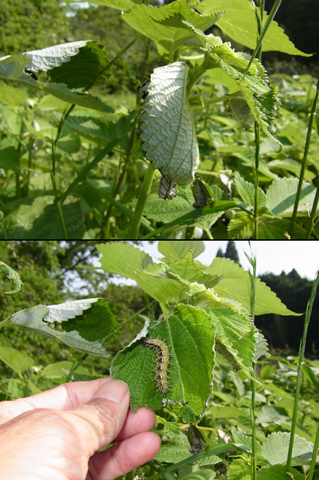 アカタテハの幼虫