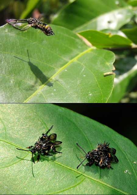  モモブトスカシバの仲間