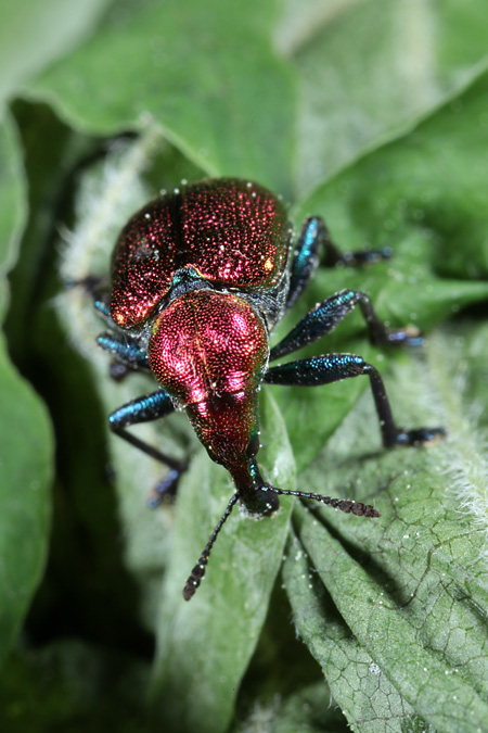 イタヤハマキチョッキリ