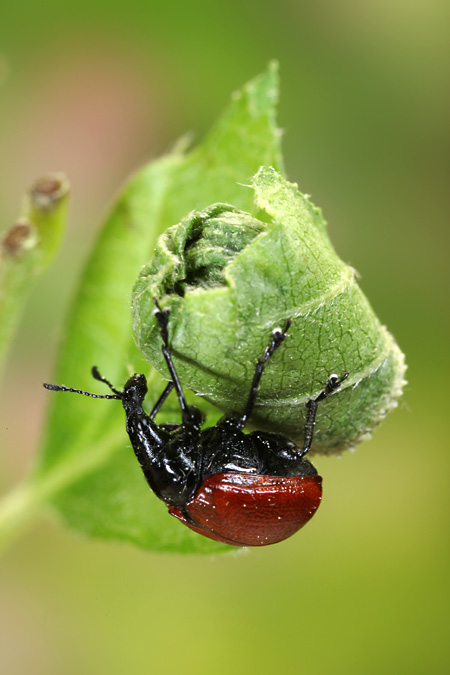 アシナガオトシブミ