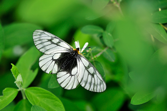 スイカズラの花にきたウスバシロチョウ