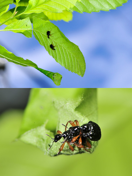 ヒメクロオトシブミ