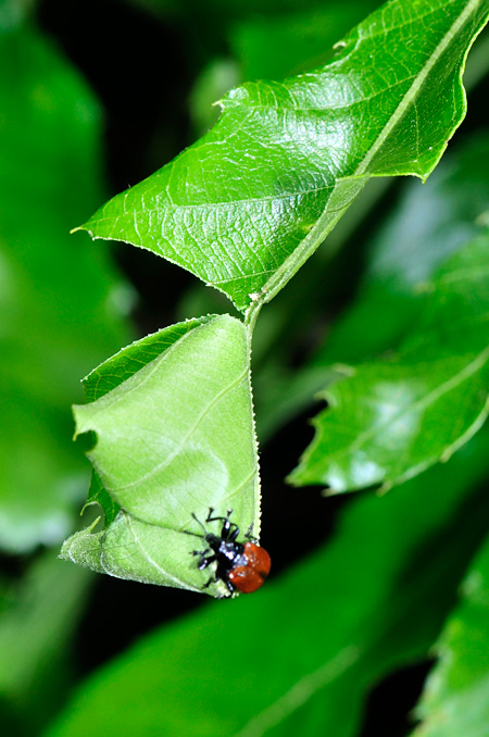 再びアシナガオトシブミ