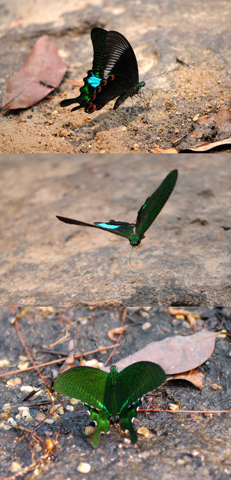 ルリモンアゲハ