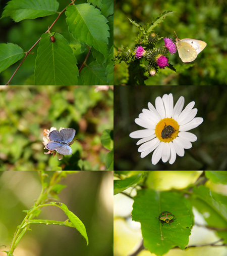 M.ZUIKO DIGITAL ED 14-150mmの最短撮影距離